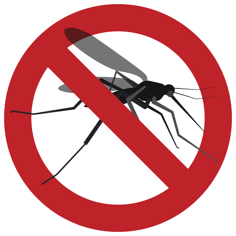 Dengue Mosquito