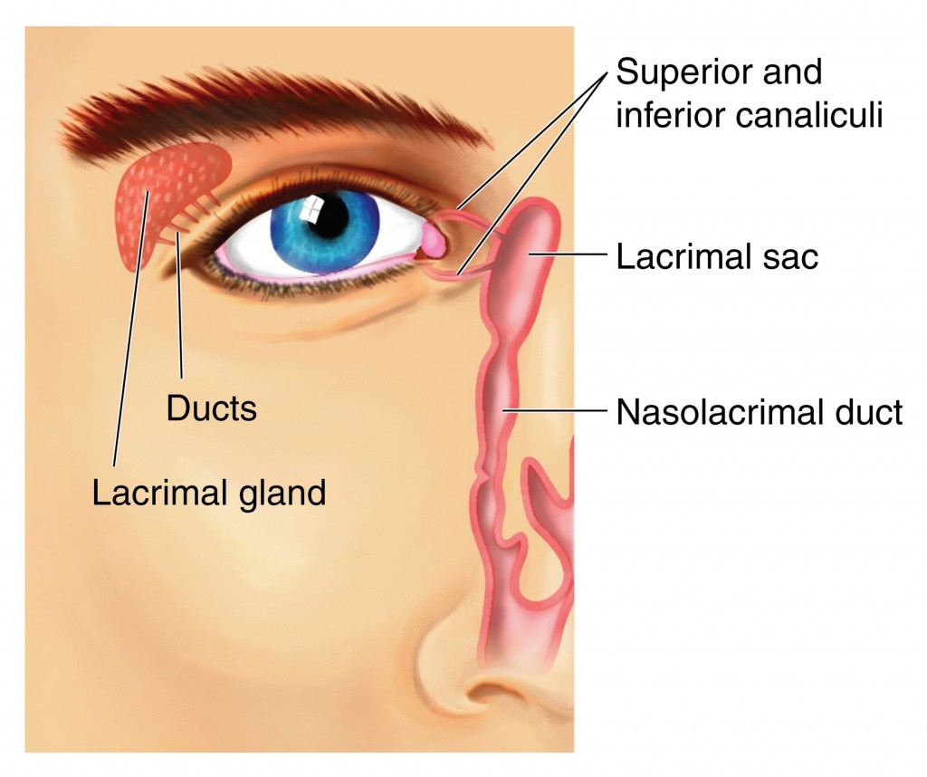 Tear Duct Diagram